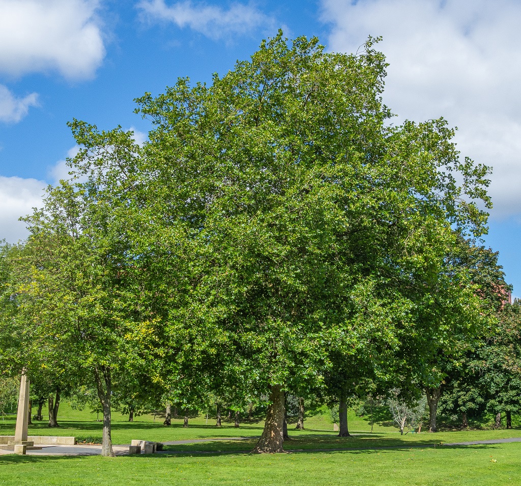 london-plane-tree-mount-salem-christian-school