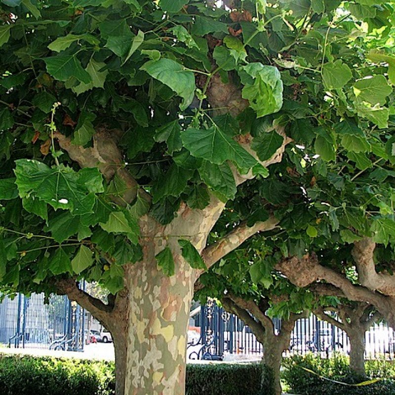 london-plane-tree-mount-salem-christian-school